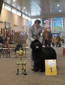 Najpiękniejszy pies wystawy - nowofunland