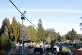 60 % terenu cmentarza monitoruje 16 kamer...