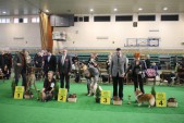 Najpiękniejsze psy oddziału przemyskiego - 1. dog niemiecki pręgowany żółty, 2. yorkshire terrier, 3. golden retriever, 4. owczarek szetlandzki. | Fot.  Monika Szarnik (1)